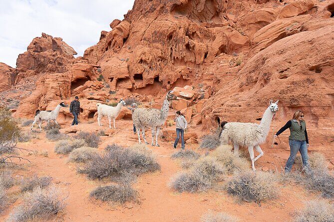 Valley of Fire Llama Hikes - Key Points