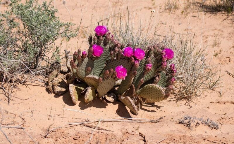 Valley of Fire VIP Small Group Tour From Las Vegas - Why This Tour Is Worth Considering