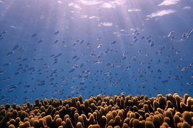 Valley of the Latte Kayaking Adventure Tour with Lunch No Transportation - FAQ