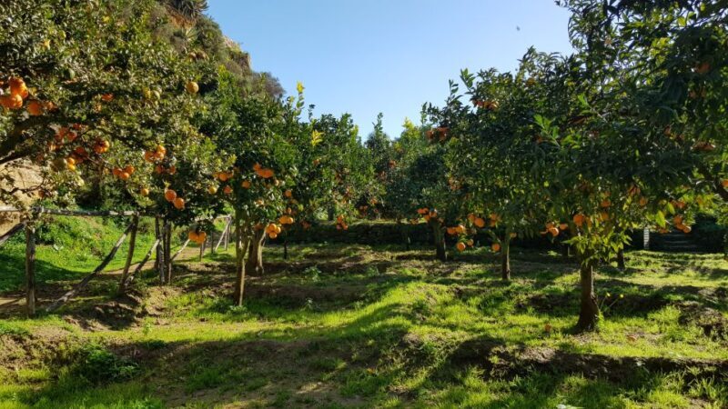 Valley of the Temples: Kolymbethra Garden Entry Ticket - An In-Depth Look at Kolymbethra Garden
