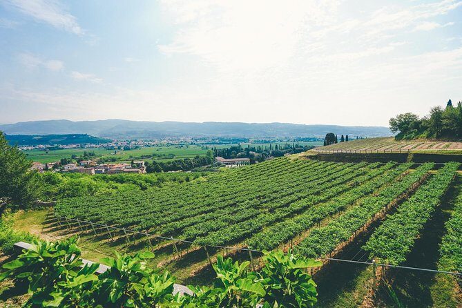 Valpolicella and Amarone Wine-tasting Tour from Verona - An In-Depth Look at the Valpolicella and Amarone Wine Tour