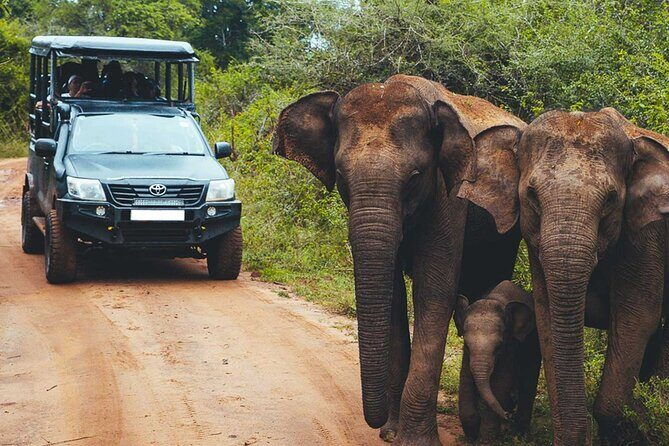 VALUE PACK! One Day Safari Tour to Yala and Udawalawa Parks - What Travelers Say: Authentic Insights