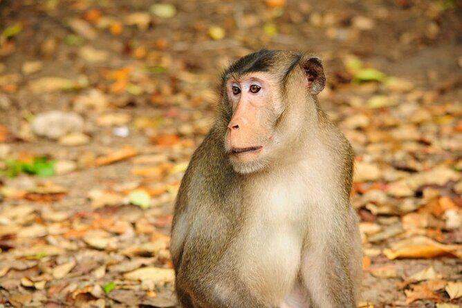 Vam Sat Mangrove Forest - VIP Private Tour from Ho Chi Minh City - Practical Details & Value