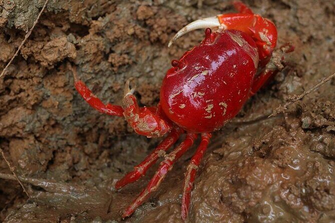 Vam Sat Mangrove Forest - VIP Private Tour from Ho Chi Minh City - Frequently Asked Questions