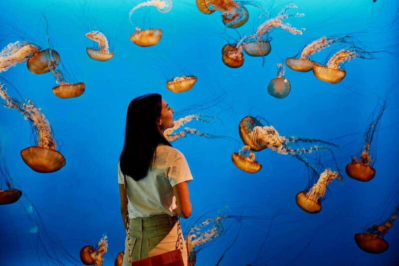 Vancouver: 24 or 48-Hour Hop-On Hop-Off Trolley Tour Pass - Final Thoughts