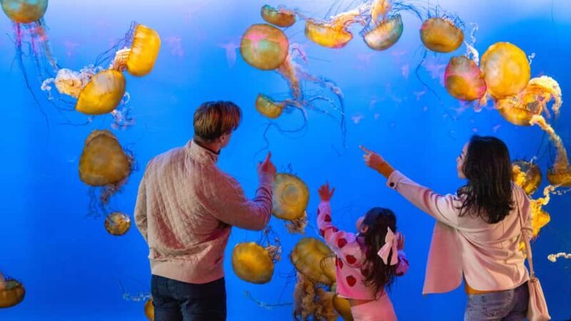 Vancouver Aquarium: Skip-the-Line Ticket - An Introduction to the Vancouver Aquarium Experience