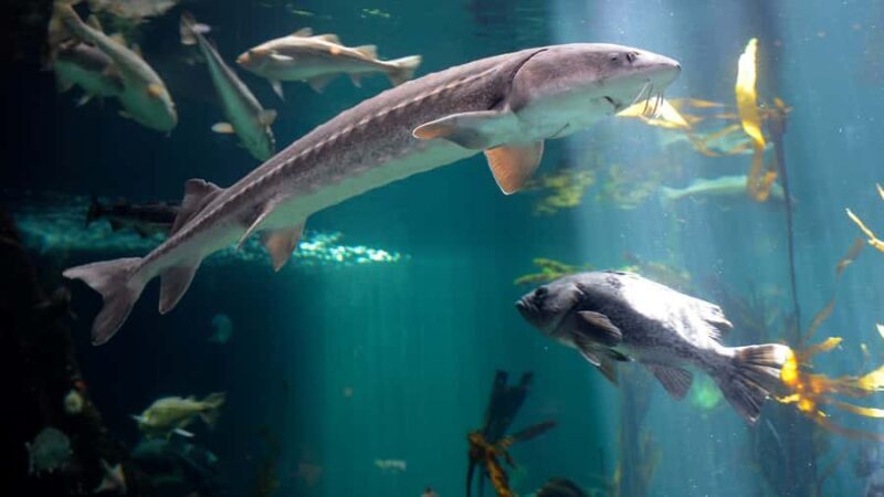 Vancouver Aquarium: Skip-the-Line Ticket - The Sum Up: Is the Vancouver Aquarium Right for You?