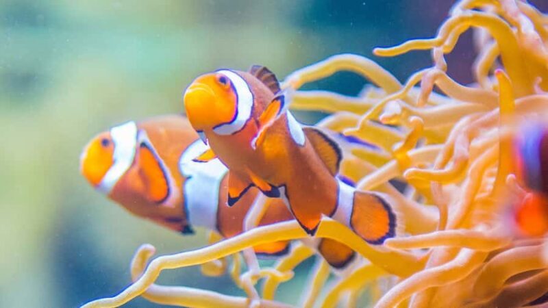 Vancouver Aquarium: Skip-the-Line Ticket - FAQs