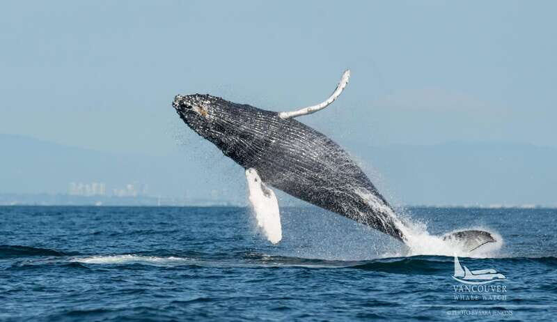 Vancouver, BC: Whale Watching Tour Small Zodiac with Guide - A Deep Dive into the Whale Watching Experience