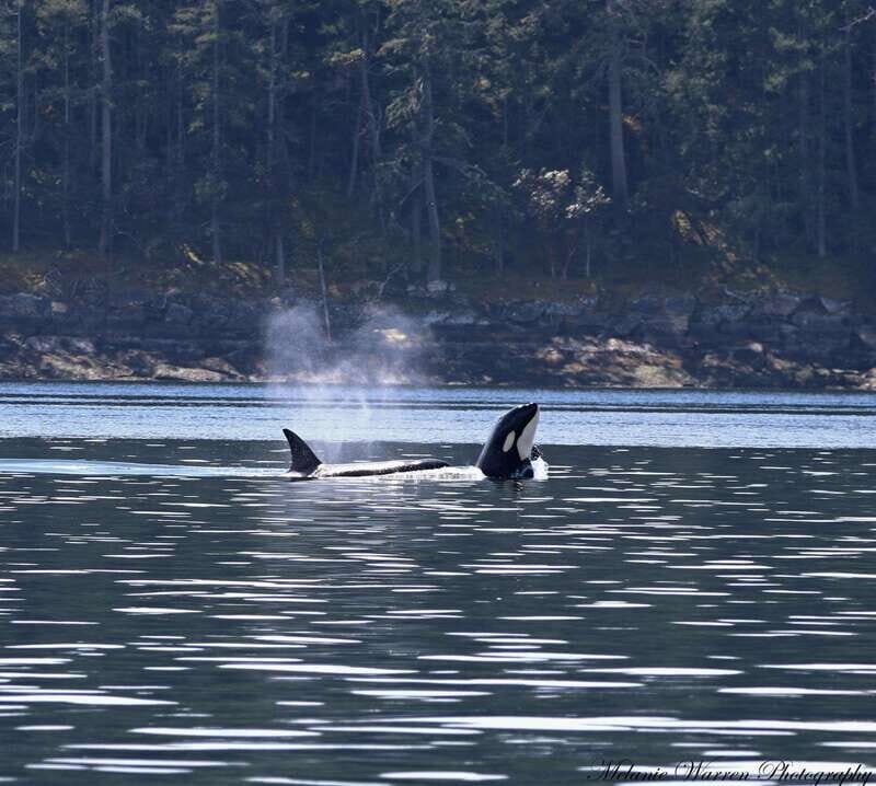 Vancouver, BC: Whale Watching Tour with Guide - Introduction
