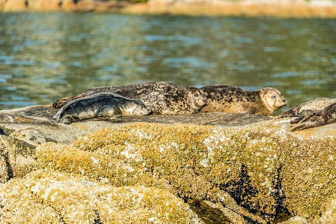 Vancouver City and Seals Scenic Boat Tour by Vancouver Water Adventures - Practical Tips for Travelers
