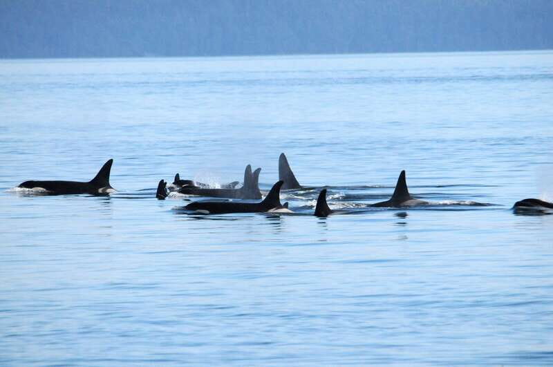Vancouver: Covered Whale Watching Adventure with Free Photos - Key Points
