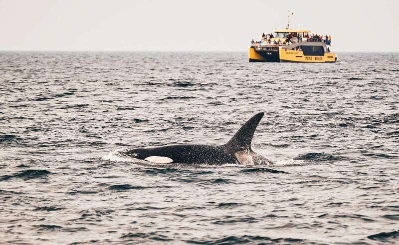 Vancouver: Covered Whale Watching Adventure with Free Photos - The Value of This Experience