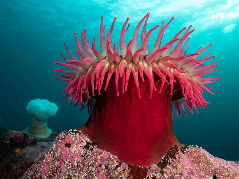 Vancouver: Discover the Best SCUBAdiving Sites by Boat - What You Can Expect from the Vancouver SCUBA Tour