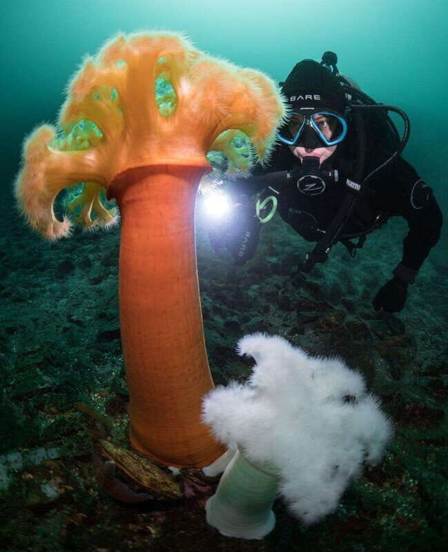 Vancouver: Discover the Best SCUBAdiving Sites by Boat - The Sum Up