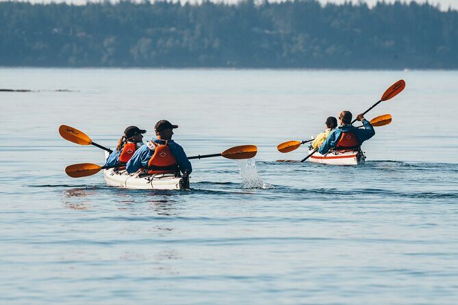Vancouver Island: 2-Hour Evening Kayak Tour from Telegraph Cove - An In-Depth Look at the Kayak Tour