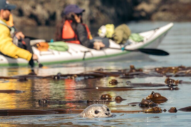 Vancouver Island: 2-Hour Guided Kayak Tour from Telegraph Cove - Who Should Do This Tour?