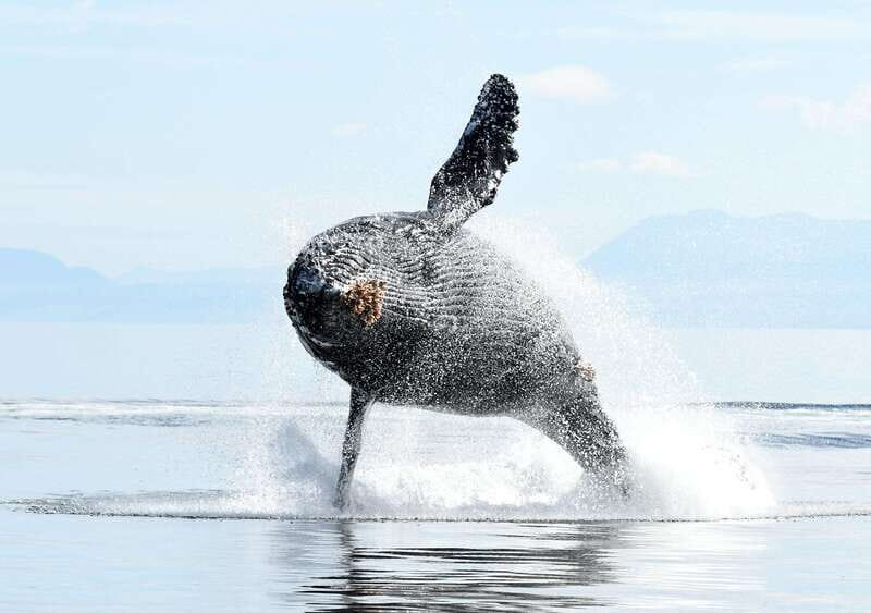 Vancouver Island: Cowichan Bay Sunset Whale Watching Tour - Who Will Love This Tour?