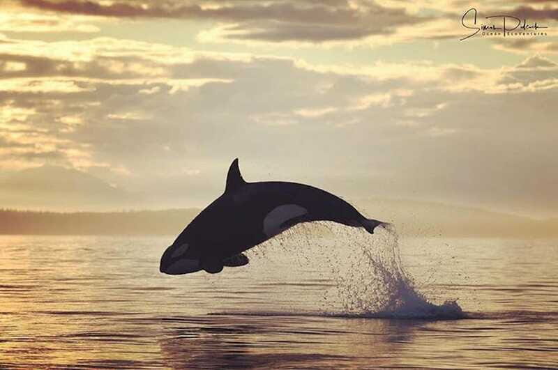 Vancouver Island: Cowichan Bay Sunset Whale Watching Tour - Practical Tips for a Smooth Trip