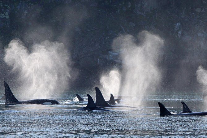 Vancouver Island Half-Day Whale Watching Tour - Telegraph Cove - The Value of the Experience: More Than Just Sightings