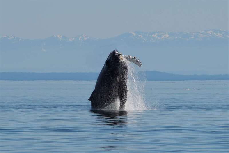 Vancouver Island: People Water Land - Indigenous & Whales - Who Will Love This Tour?
