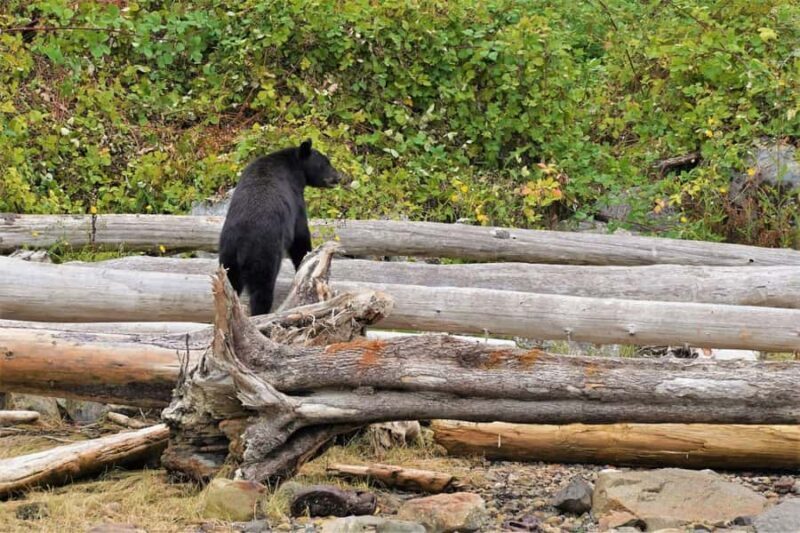 Vancouver Island: Spring Bears and Whales Full-Day Tour - The Sum Up