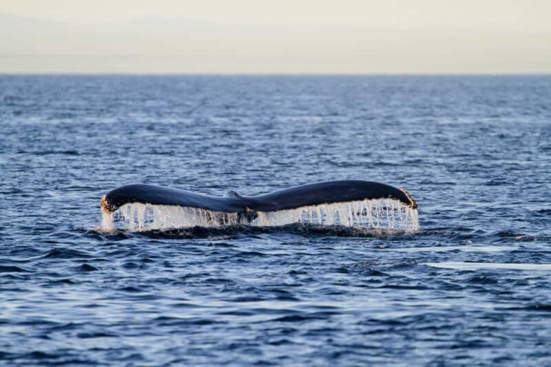Vancouver Island: Whale Watching Tour - What’s Truly Special About This Tour