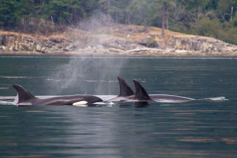 Vancouver Island: Whale Watching Tour - The Price and Value: Is It Worth It?