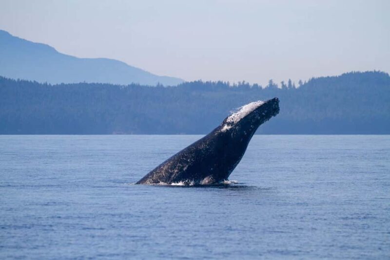 Vancouver Island: Whale Watching Tour - Authentic Experiences or Considerations?