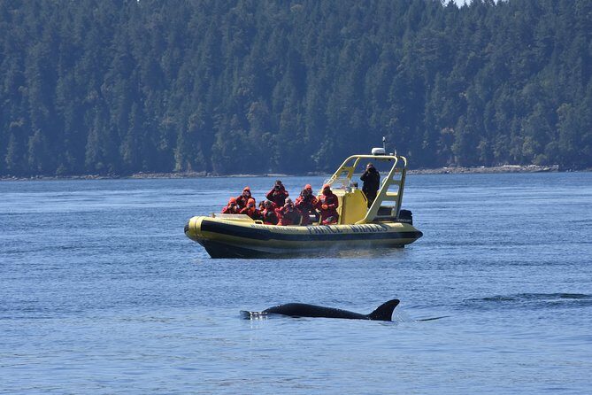 Vancouver Island Zodiac Whale Watching Adventure - Telegraph Cove - The Sum Up: Who Should Consider This Tour?