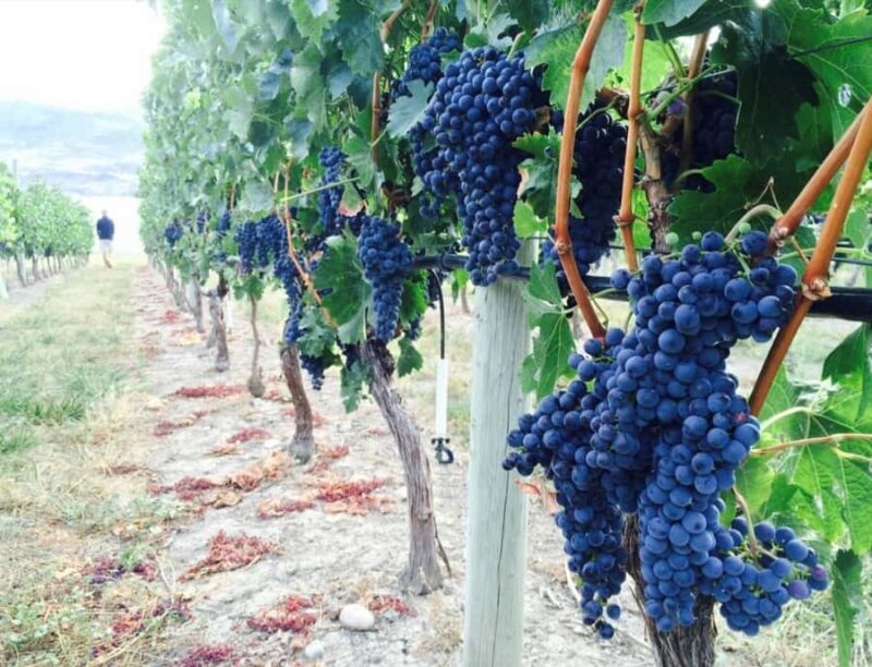 Vancouver: Private Kelowna Wine Country & Bike Tour - The Sum Up