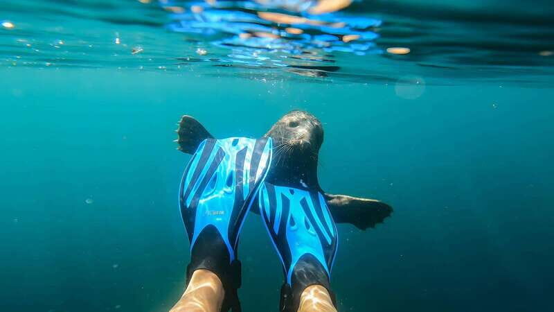 Vancouver: Snorkeling Seals Kayaking Scenic Boat Tour - FAQ
