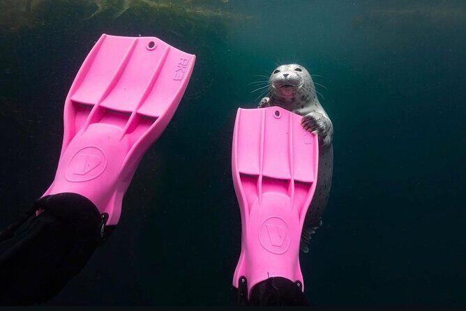 Vancouver: Snorkeling Seals Kayaking Scenic Boat Tour - In The Sum Up