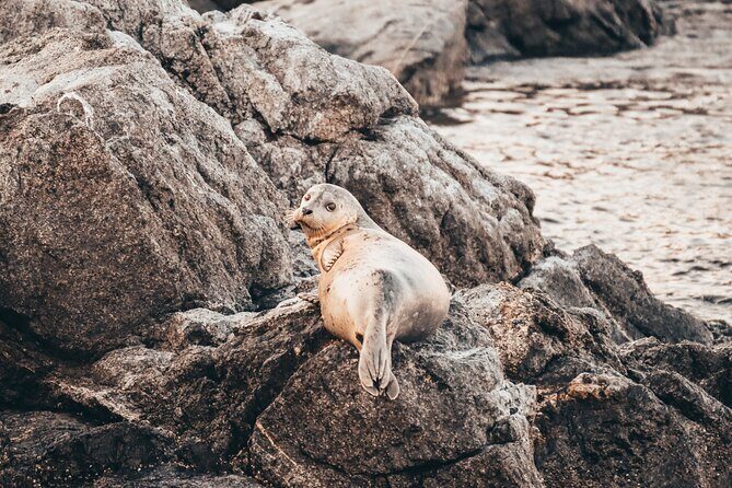 Vancouver Sunset Whale Watching Adventure with Free Photos - FAQ