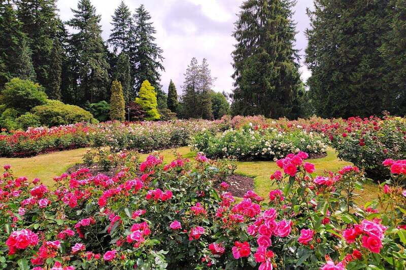 Vancouver The Grand City Tour - Authentic Feedback from Travelers