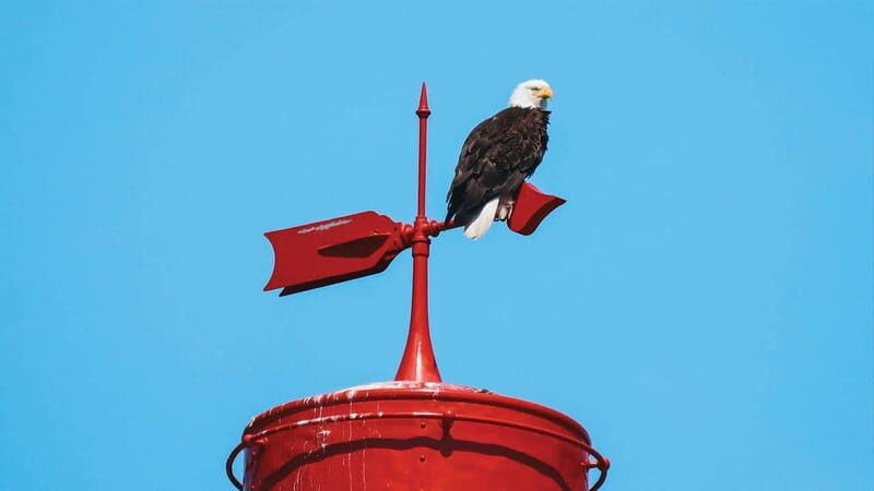 Vancouver: Waterfront Sightseeing Tour - City and Nature - Who Would Love This Tour?