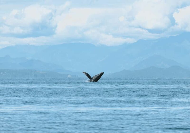 Vancouver: Zodiac Whale Watching Tour from Granville Island - What Makes This Tour Stand Out?
