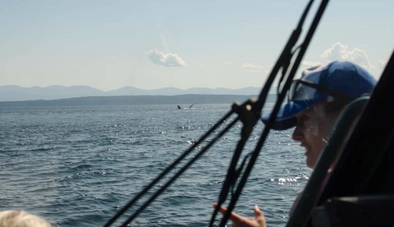 Vancouver: Zodiac Whale Watching Tour from Granville Island - The Sum Up