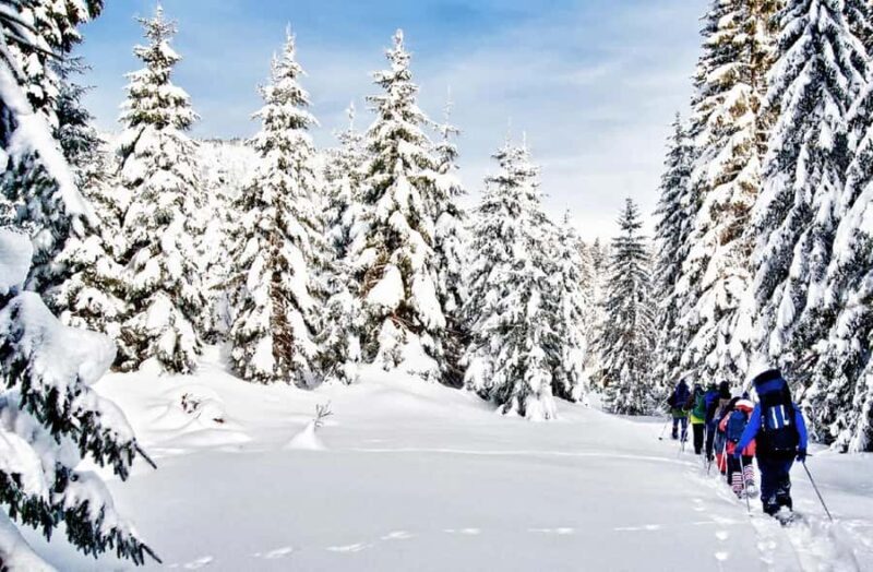 Vancouver:Guided Snowshoe Adventure in North Shore Mountains - Exploring Vancouver’s Snowy Landscapes: What to Expect