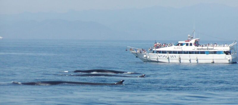 Varazze: Pelagos Sanctuary Guided Cetacean Watching Tour - Key Points