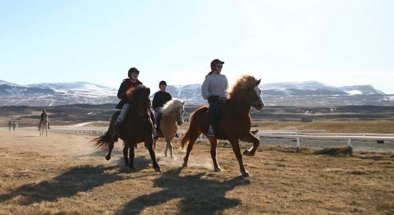 Varmahlid: 1-Hour Icelandic Horse Riding Tour - The Sum Up
