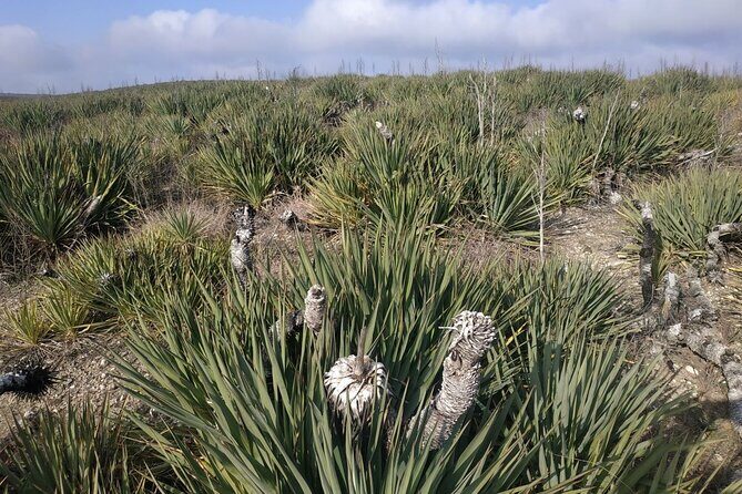 Vashlovani National Park Day Trip from Tbilisi - Customization and Flexibility