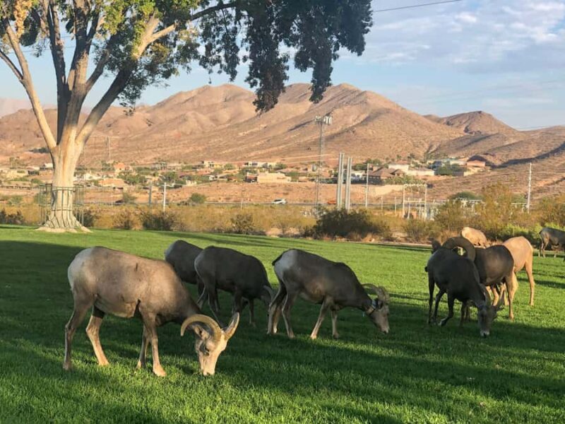 Vegas: Hoover Dam, Grand Canyon, Hemenway Park Day Tour - Key Points