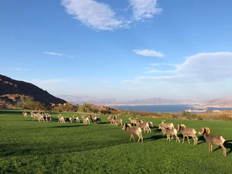 Vegas: Hoover Dam, Grand Canyon, Hemenway Park Day Tour - Final Thoughts