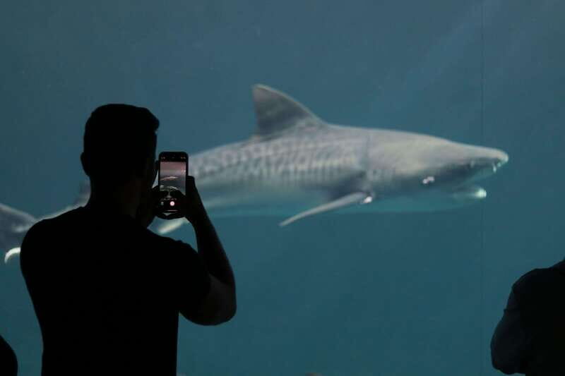 Veracruz: 5-Attraction Tour with Aquarium and Boat Tour - Final Thoughts: Who Should Book This Tour?