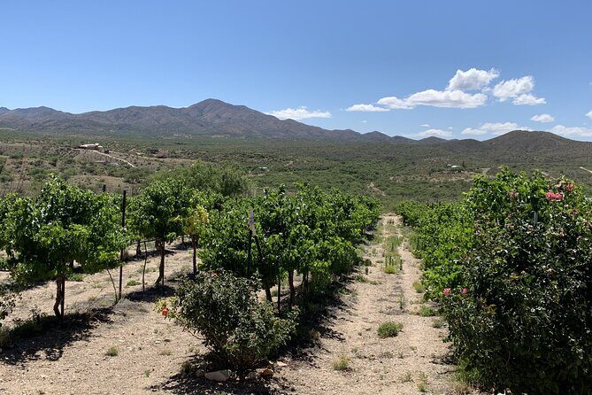 Verde Valley Wineries and Sedona Red Rocks Private Day Tour - Authentic Reviews and Insights