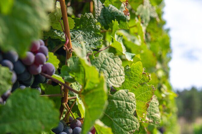 Vernon Full Day Guided Wine Tour with 5 Wineries - Final Stop: Intrigue Wines