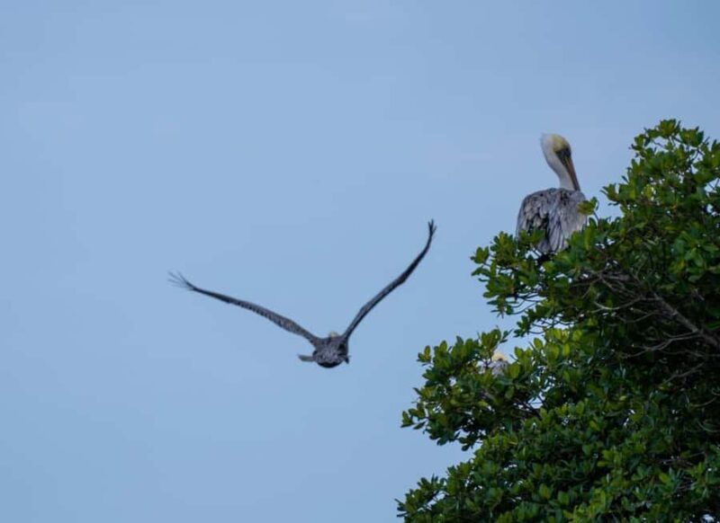 Vero Beach: Guided Clear Kayak Tours - An Inside Look at the Vero Beach Clear Kayak Tour