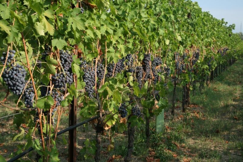 Verona: Wine Tasting with Snacks and Panoramic City Views - FAQ