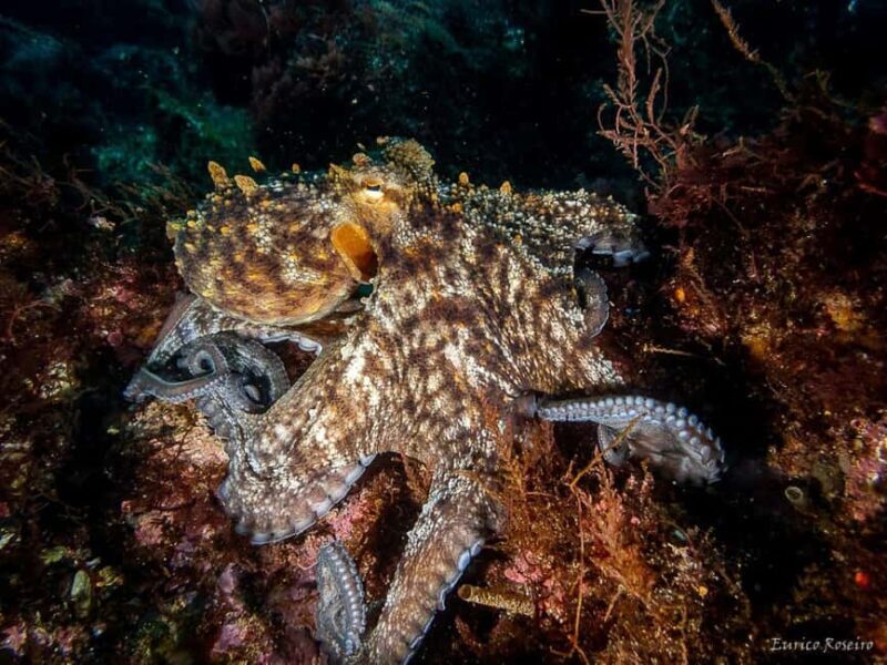 Very First Scuba Dive Experience in the Ocean from Peniche - An In-Depth Look at the Experience